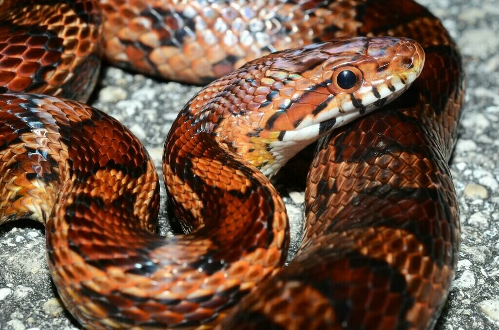 Imagem do Cornsnake